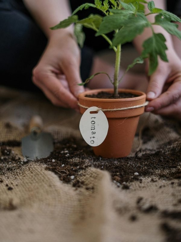 pexels-cottonbro-4503265